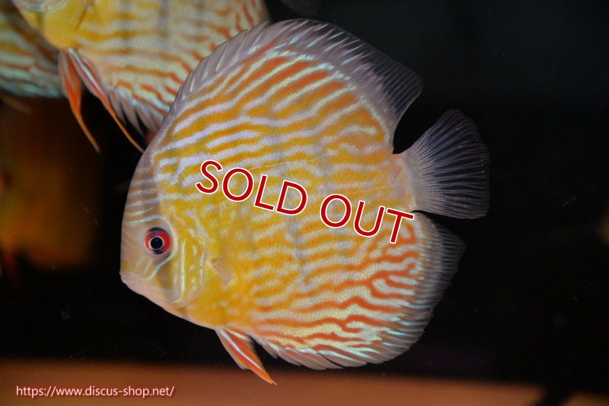 画像1: 【ワイルドディスカス】【通販】【３年ぶりの入荷】ラーゴスララスーパーロイヤル【個体販売】16cm（生体）ラーゴスララ産 (1)