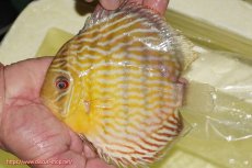 画像4: 【決算セール対象個体】【ワイルドディスカス】【通販】【３年ぶりの入荷】ラーゴスララスーパーロイヤル【個体販売】16cm（生体）ラーゴスララ産 (4)