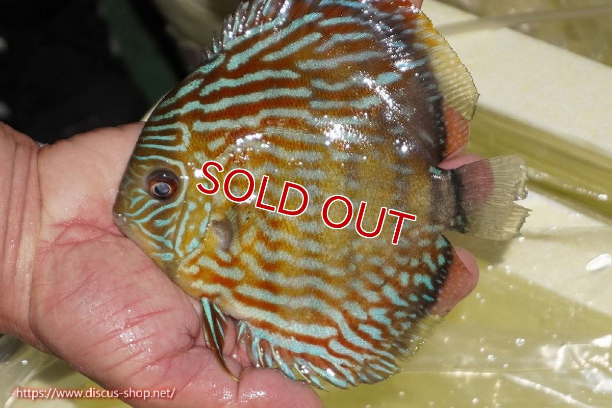 画像1: 【ワイルドディスカス】【通販】【３年ぶりの入荷】ラーゴスララスーパーロイヤル【個体販売】16cm（生体）ラーゴスララ産 (1)