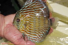 画像1: 【ワイルドディスカス】【通販】【３年ぶりの入荷】ラーゴスララスーパーロイヤル【個体販売】16cm（生体）ラーゴスララ産 (1)