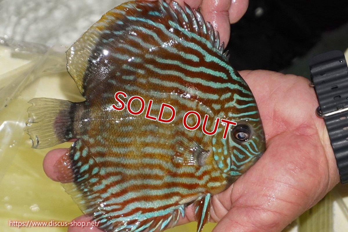 画像2: 【ワイルドディスカス】【通販】【３年ぶりの入荷】ラーゴスララスーパーロイヤル【個体販売】16cm（生体）ラーゴスララ産 (2)