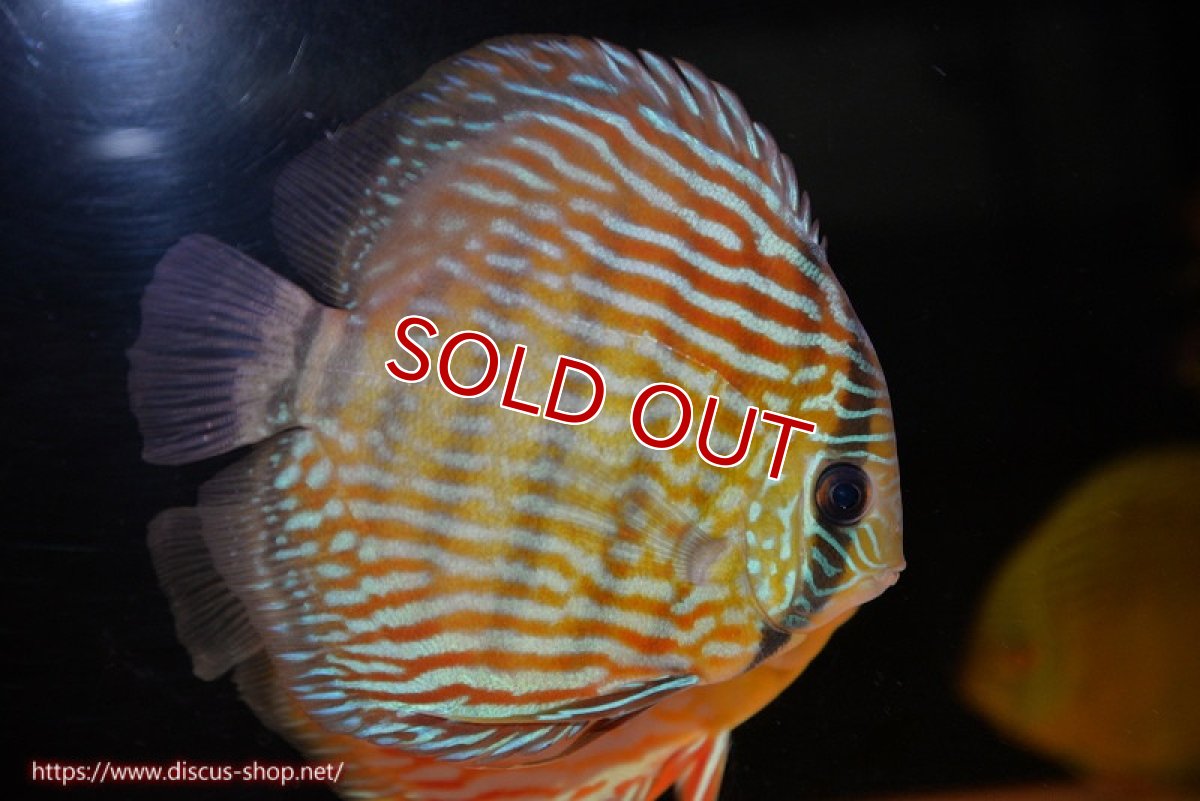 画像3: 【決算セール対象個体】【ワイルドディスカス】【通販】【３年ぶりの入荷】ラーゴスララスーパーロイヤル【個体販売】16cm（生体）ラーゴスララ産 (3)