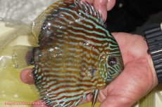 画像5: 【決算セール対象個体】【ワイルドディスカス】【通販】【３年ぶりの入荷】ラーゴスララスーパーロイヤル【個体販売】16cm（生体）ラーゴスララ産 (5)