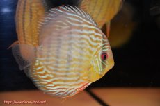 画像3: 【決算セール対象個体】【ワイルドディスカス】【通販】【３年ぶりの入荷】ラーゴスララスーパーロイヤル【個体販売】16cm（生体）ラーゴスララ産 (3)