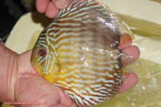 画像5: 【決算セール対象個体】【ワイルドディスカス】【通販】【３年ぶりの入荷】ラーゴスララスーパーロイヤル【個体販売】16cm（生体）ラーゴスララ産 (5)