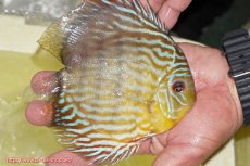 画像6: 【決算セール対象個体】【ワイルドディスカス】【通販】【３年ぶりの入荷】ラーゴスララスーパーロイヤル【個体販売】16cm（生体）ラーゴスララ産 (6)