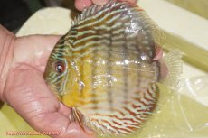 画像1: 【ワイルドディスカス】【通販】【３年ぶりの入荷】ラーゴスララスーパーロイヤル【個体販売】16cm（生体）ラーゴスララ産 (1)