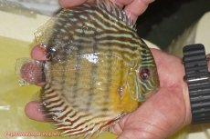 画像4: 【決算セール対象個体】【ワイルドディスカス】【通販】【３年ぶりの入荷】ラーゴスララスーパーロイヤル【個体販売】16cm（生体）ラーゴスララ産 (4)