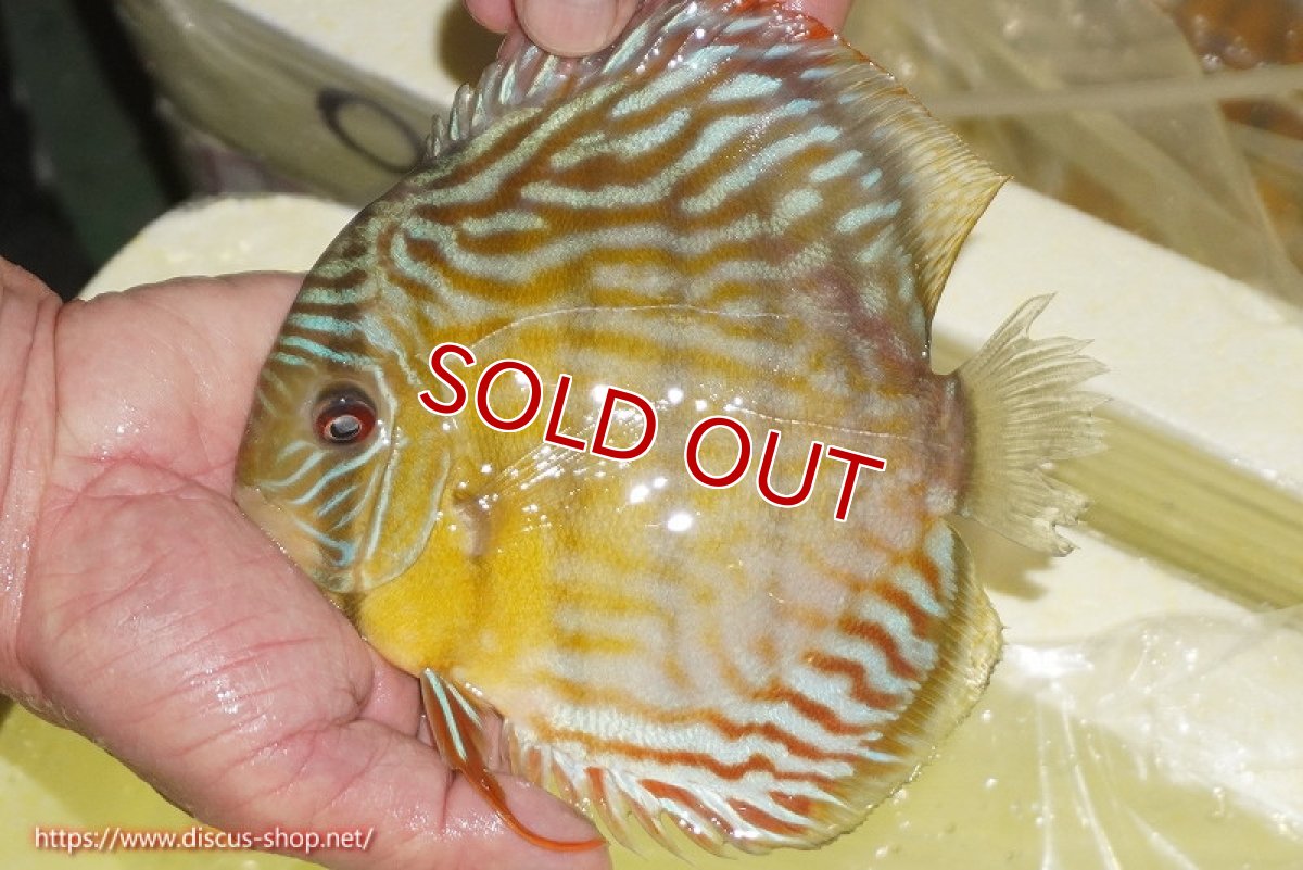 画像1: 【ワイルドディスカス】【通販】【３年ぶりの入荷】ラーゴスララスーパーロイヤル【個体販売】16cm（生体）ラーゴスララ産 (1)