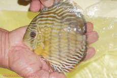 画像1: 【ワイルドディスカス】【通販】【３年ぶりの入荷】ラーゴスララスーパーロイヤル【個体販売】15cm（生体）ラーゴスララ産 (1)