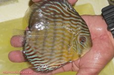 画像3: 【決算セール対象個体】【ワイルドディスカス】【通販】【３年ぶりの入荷】ラーゴスララスーパーロイヤル（オレンジ目）【個体販売】15cm（生体）ラーゴスララ産 (3)