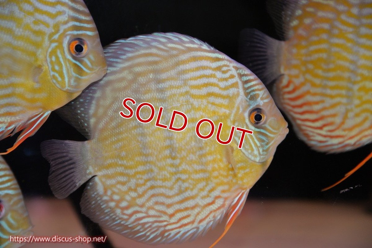 画像1: 【決算セール対象個体】【ワイルドディスカス】【通販】【３年ぶりの入荷】ラーゴスララスーパーロイヤル（オレンジ目）【個体販売】16cm（生体）ラーゴスララ産 (1)
