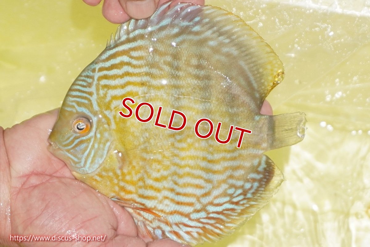 画像2: 【決算セール対象個体】【ワイルドディスカス】【通販】【３年ぶりの入荷】ラーゴスララスーパーロイヤル（オレンジ目）【個体販売】16cm（生体）ラーゴスララ産 (2)