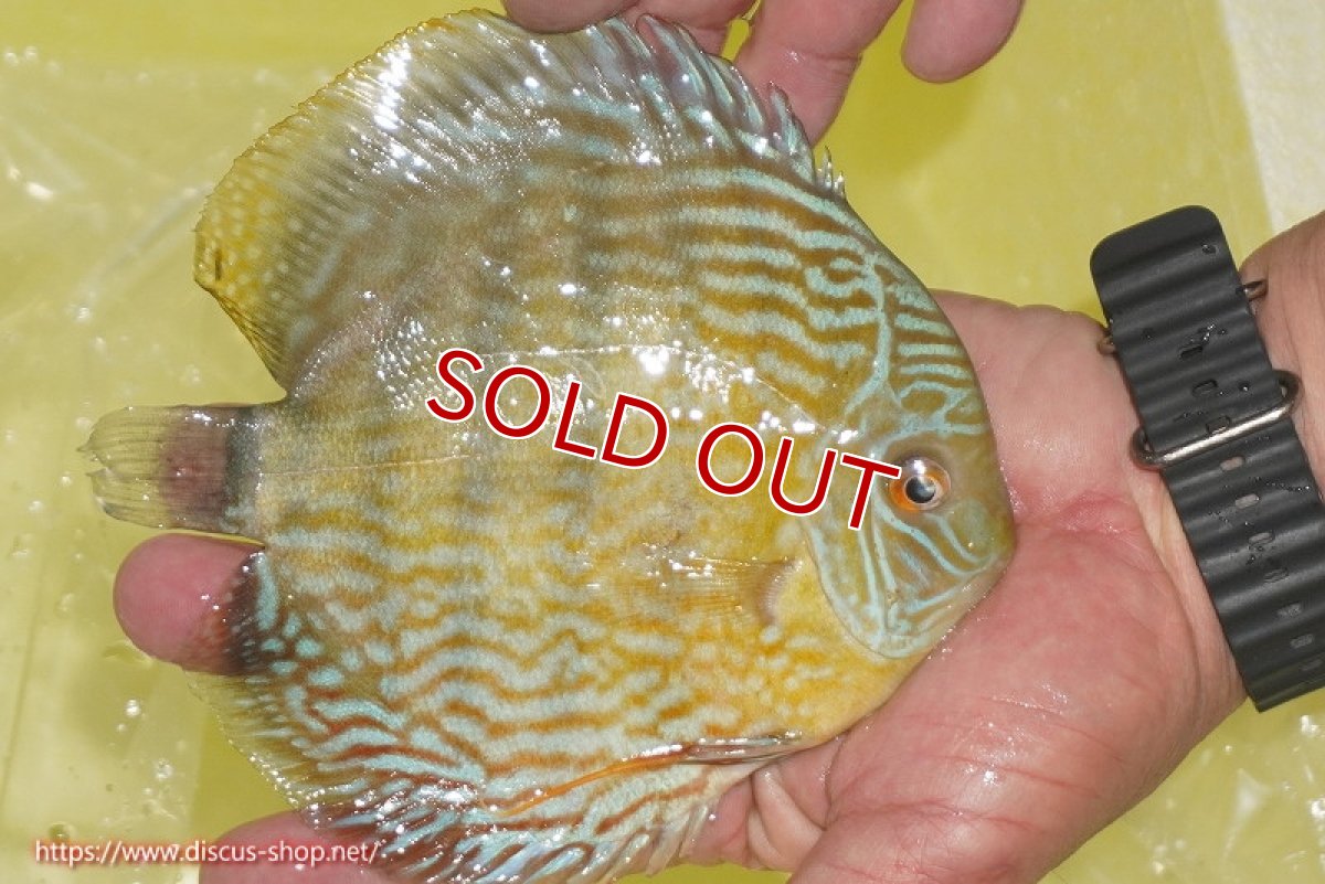 画像3: 【決算セール対象個体】【ワイルドディスカス】【通販】【３年ぶりの入荷】ラーゴスララスーパーロイヤル（オレンジ目）【個体販売】16cm（生体）ラーゴスララ産 (3)