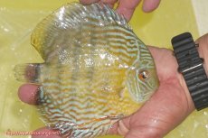 画像3: 【決算セール対象個体】【ワイルドディスカス】【通販】【３年ぶりの入荷】ラーゴスララスーパーロイヤル（オレンジ目）【個体販売】16cm（生体）ラーゴスララ産 (3)