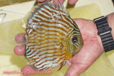 画像2: 【ワイルドディスカス】【通販】【３年ぶりの入荷】ラーゴスララスーパーロイヤル【個体販売】16cm（生体）ラーゴスララ産 (2)