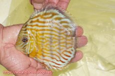 画像1: 【ワイルドディスカス】【通販】【３年ぶりの入荷】ラーゴスララスーパーロイヤル【個体販売】15cm（生体）ラーゴスララ産 (1)