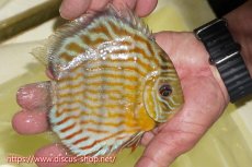 画像2: 【ワイルドディスカス】【通販】【３年ぶりの入荷】ラーゴスララスーパーロイヤル【個体販売】15cm（生体）ラーゴスララ産 (2)