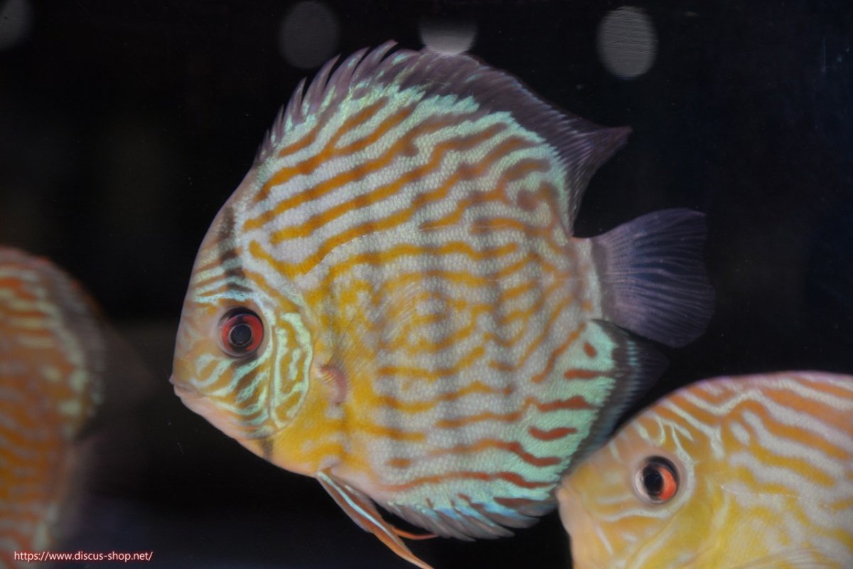 画像1: 【30周年記念セール対象個体】【ワイルドディスカス】【通販】【３年ぶりの入荷】ラーゴスララスーパーロイヤル【個体販売】16cm（生体）ラーゴスララ産 (1)