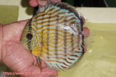 画像1: 【ワイルドディスカス】【通販】【３年ぶりの入荷】ラーゴスララスーパーロイヤル【個体販売】16cm（生体）ラーゴスララ産 (1)