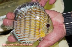 画像2: 【ワイルドディスカス】【通販】【３年ぶりの入荷】ラーゴスララスーパーロイヤル【個体販売】16cm（生体）ラーゴスララ産 (2)