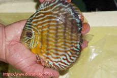 画像1: 【ワイルドディスカス】【通販】【３年ぶりの入荷】ラーゴスララスーパーロイヤル【個体販売】16cm（生体）ラーゴスララ産 (1)