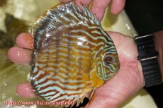 画像2: 【ワイルドディスカス】【通販】【３年ぶりの入荷】ラーゴスララスーパーロイヤル【個体販売】16cm（生体）ラーゴスララ産 (2)