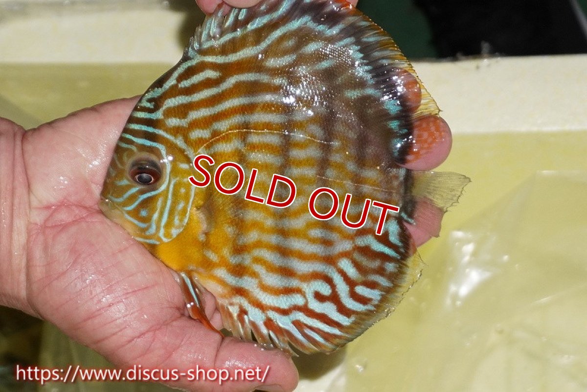画像3: 【サマーセール対象個体　２匹以上でクーポンご利用で20％OFF】【ワイルドディスカス】【通販】【３年ぶりの入荷】ラーゴスララスーパーロイヤル【個体販売】16cm（生体）ラーゴスララ産 (3)