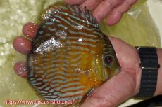 画像2: 【ワイルドディスカス】【通販】【３年ぶりの入荷】ラーゴスララスーパーロイヤル【個体販売】16cm（生体）ラーゴスララ産 (2)