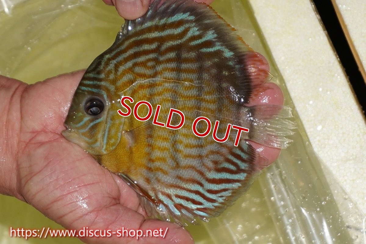 画像2: 【ワイルドディスカス】【通販】【３年ぶりの入荷】ラーゴスララスーパーロイヤル【個体販売】16cm（生体）ラーゴスララ産 (2)