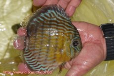 画像2: 【ワイルドディスカス】【通販】【３年ぶりの入荷】ラーゴスララスーパーロイヤル【個体販売】16cm（生体）ラーゴスララ産 (2)