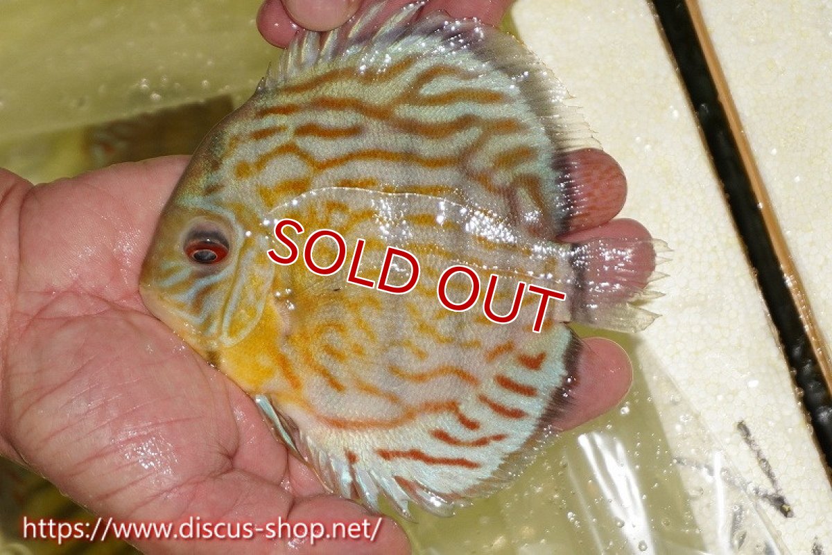 画像1: 【ワイルドディスカス】【通販】【３年ぶりの入荷】ラーゴスララスーパーロイヤル【個体販売】15cm（生体）ラーゴスララ産 (1)