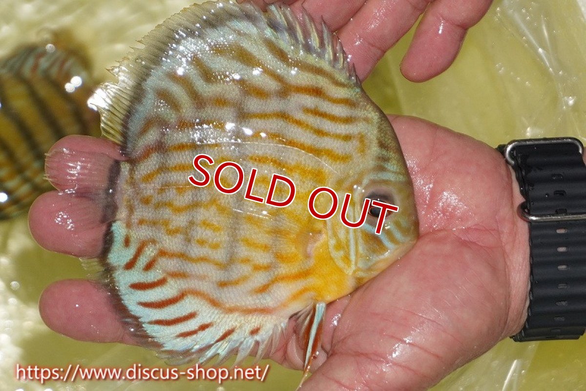 画像2: 【ワイルドディスカス】【通販】【３年ぶりの入荷】ラーゴスララスーパーロイヤル【個体販売】15cm（生体）ラーゴスララ産 (2)