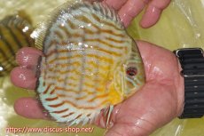 画像2: 【ワイルドディスカス】【通販】【３年ぶりの入荷】ラーゴスララスーパーロイヤル【個体販売】15cm（生体）ラーゴスララ産 (2)