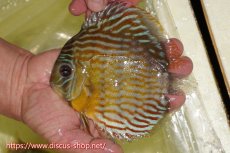 画像1: 【ワイルドディスカス】【通販】【３年ぶりの入荷】ラーゴスララスーパーロイヤル【個体販売】16cm（生体）ラーゴスララ産 (1)