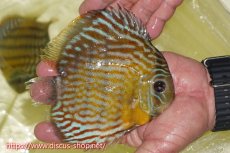 画像2: 【ワイルドディスカス】【通販】【３年ぶりの入荷】ラーゴスララスーパーロイヤル【個体販売】16cm（生体）ラーゴスララ産 (2)