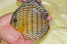 画像1: 【ワイルドディスカス】【通販】【３年ぶりの入荷】ラーゴスララスーパーロイヤル【個体販売】16cm（生体）ラーゴスララ産 (1)