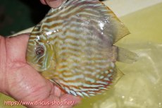 画像1: 【ワイルドディスカス】【通販】【３年ぶりの入荷】ラーゴスララスーパーロイヤル【個体販売】16cm（生体）ラーゴスララ産 (1)