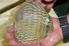 画像2: 【ワイルドディスカス】【通販】【３年ぶりの入荷】ラーゴスララスーパーロイヤル【個体販売】16cm（生体）ラーゴスララ産 (2)