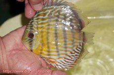 画像1: 【ワイルドディスカス】【通販】【３年ぶりの入荷】ラーゴスララスーパーロイヤル【個体販売】15cm（生体）ラーゴスララ産 (1)