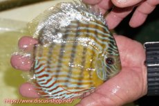 画像2: 【ワイルドディスカス】【通販】【３年ぶりの入荷】ラーゴスララスーパーロイヤル【個体販売】15cm（生体）ラーゴスララ産 (2)