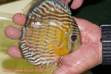 画像2: 【ワイルドディスカス】【通販】【３年ぶりの入荷】ラーゴスララスーパーロイヤル【個体販売】15cm（生体）ラーゴスララ産 (2)