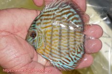 画像1: 【ワイルドディスカス】【通販】【３年ぶりの入荷】ラーゴスララスーパーロイヤル　ヤングスター【個体販売】11cm（生体）ラーゴスララ産 (1)