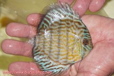 画像4: 【30周年記念セール対象個体】【ワイルドディスカス】【通販】【３年ぶりの入荷】ラーゴスララスーパーロイヤル　ヤングスター【個体販売】11cm（生体）ラーゴスララ産 (4)