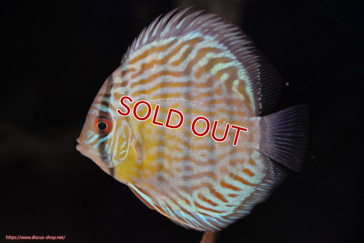 画像1: 【ワイルドディスカス】【通販】【３年ぶりの入荷】ラーゴスララスーパーロイヤル　ヤングスター【個体販売】11cm（生体）ラーゴスララ産 (1)