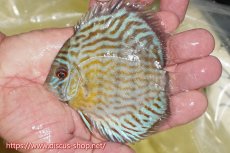 画像1: 【ワイルドディスカス】【通販】【３年ぶりの入荷】ラーゴスララスーパーロイヤル　ヤングスター【個体販売】11cm（生体）ラーゴスララ産 (1)