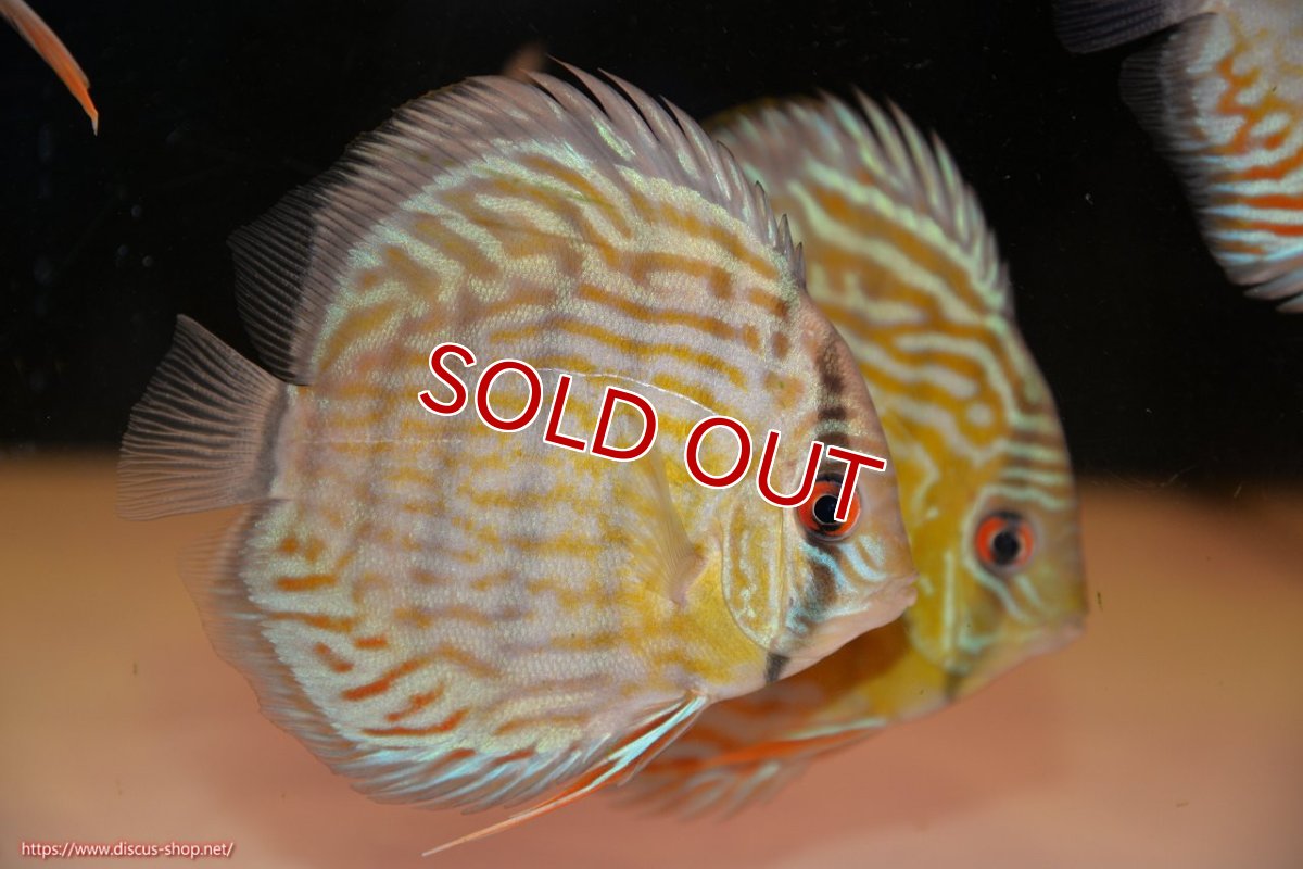 画像2: 【ワイルドディスカス】【通販】【３年ぶりの入荷】ラーゴスララスーパーロイヤル　ヤングスター【個体販売】11cm（生体）ラーゴスララ産 (2)