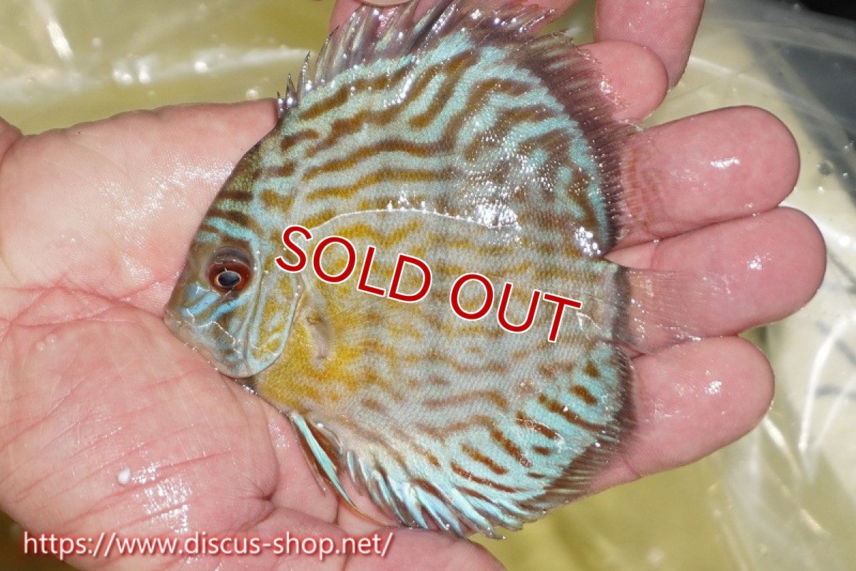 画像3: 【ワイルドディスカス】【通販】【３年ぶりの入荷】ラーゴスララスーパーロイヤル　ヤングスター【個体販売】11cm（生体）ラーゴスララ産 (3)