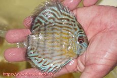 画像4: 【ワイルドディスカス】【通販】【３年ぶりの入荷】ラーゴスララスーパーロイヤル　ヤングスター【個体販売】11cm（生体）ラーゴスララ産 (4)