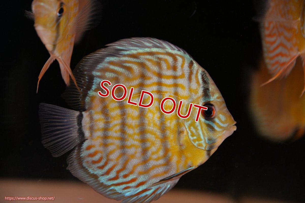 画像1: 【ワイルドディスカス】【通販】【３年ぶりの入荷】ラーゴスララスーパーロイヤル　ヤングスター【個体販売】11cm（生体）ラーゴスララ産 (1)